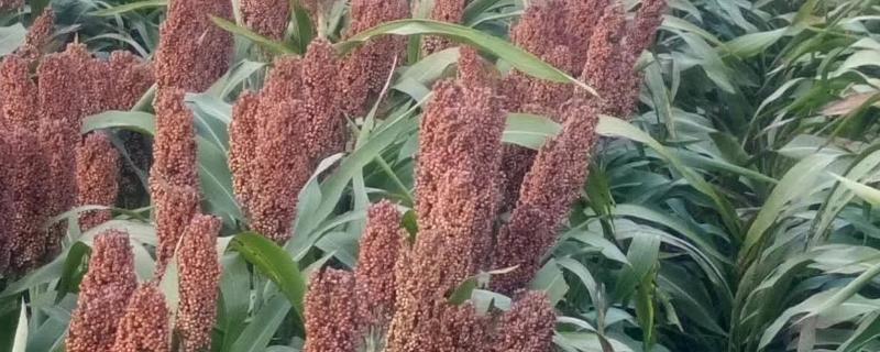 中国高粱产地,高粱是水稻吗