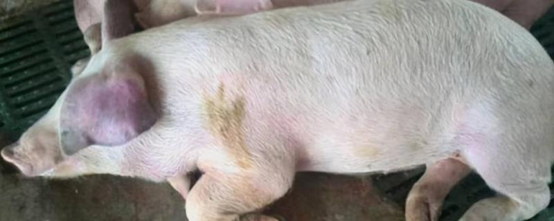 猪得了蓝耳病能治好不,附症状