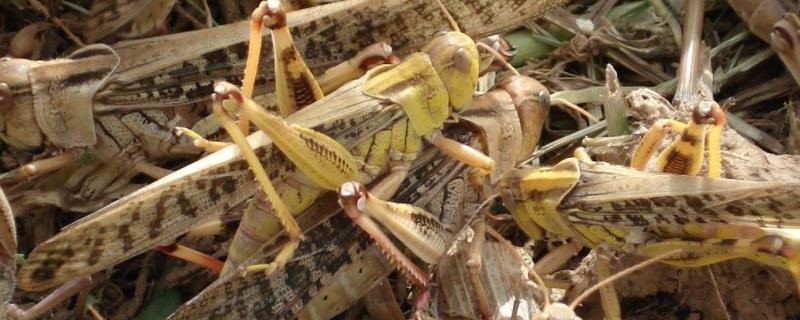 在家如何养蚂蚱,蚂蚱是益虫还是害虫