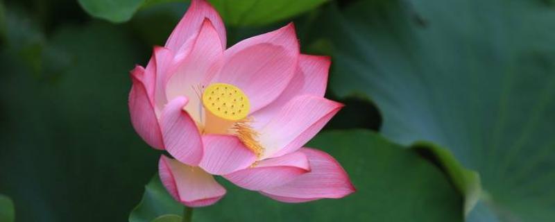 荷花有种子吗,有什么品种