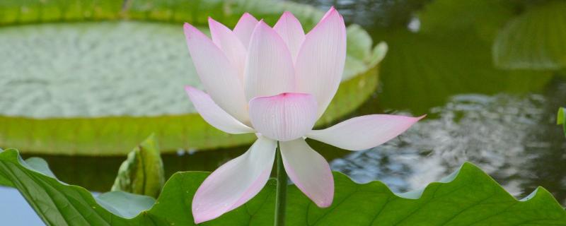 荷花有几种颜色分别是什么,如何种植