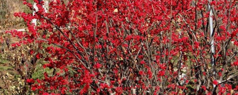 北美冬青介绍,附种植方法