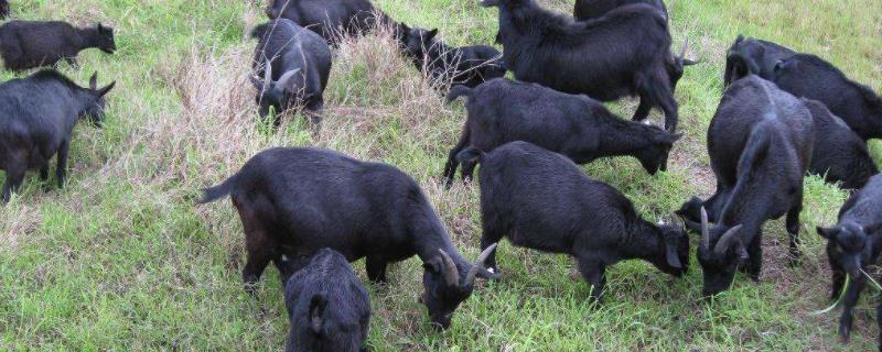 黑山羊产地,附简介