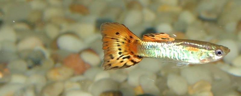 凤尾鱼的养殖方法,凤尾鱼多久繁殖一次