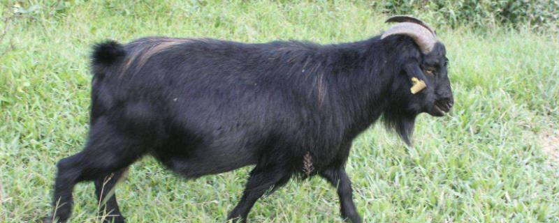 黑山羊能长多少斤,和白山羊有什么区别