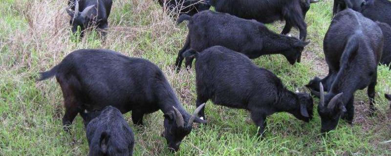 黑山羊介绍,与白山羊有什么区别