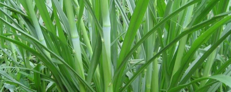 畜牧草种植,附种类介绍