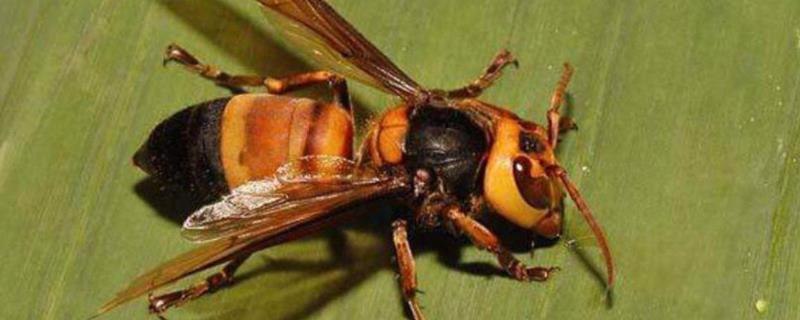 虎头蜂咬了怎么处理