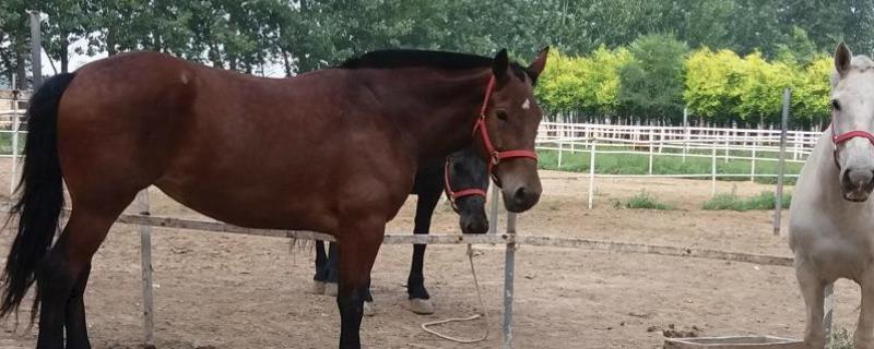 马的繁殖过程,附马的种类