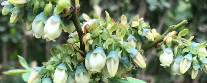 蓝莓开什么颜色的花,蓝莓开花到成熟要多少天