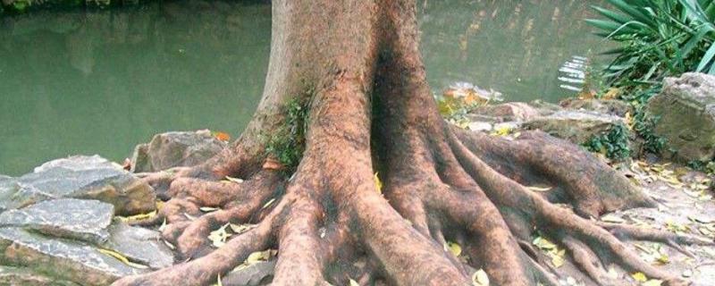 树根用什么能快速腐烂，树根腐烂怎么处理