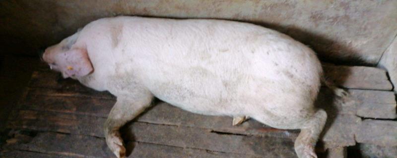 养猪口蹄疫怎么治,能自动痊愈吗