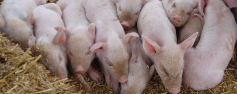 小猪口蹄疫心肌炎怎么治疗,是什么引起的