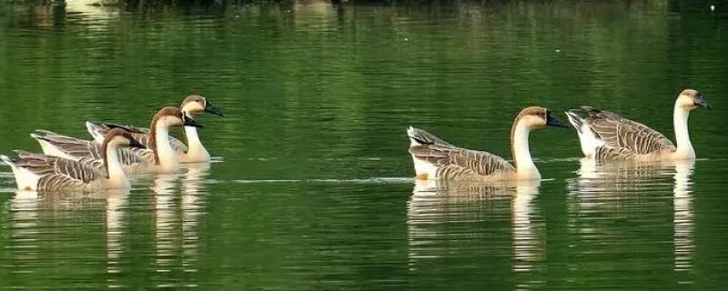 大雁鹅和鹅的区别,雁鹅是什么品种的鹅