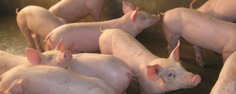 猪口蹄疫蹄子掉了多久能长好,猪口蹄疫的症状