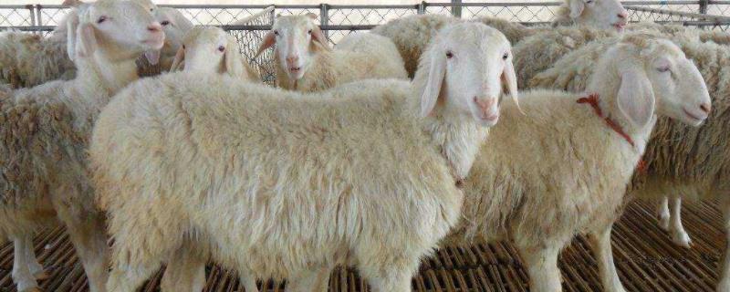 羊为什么晚上不睡觉老站着,会不会闭眼睛