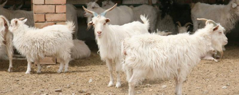 新生羔羊喘的快呼噜总是趴着怎么办,是什么原因导致的