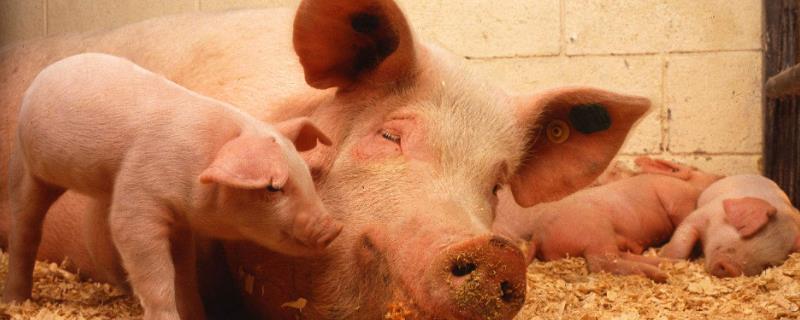 猪口蹄疫掉蹄了多久能长出来,附猪口蹄疫症状