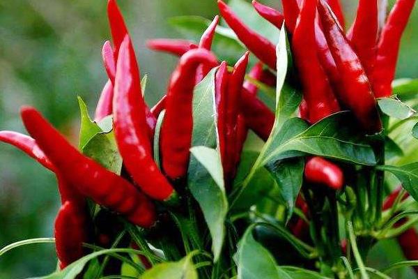 辣椒怎么种植产量高,辣椒种植需要施什么肥