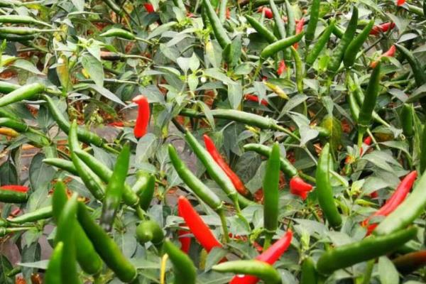 辣椒有哪几种,辣椒的种植方法