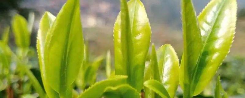 茶叶如何发酵,为什么需要发酵