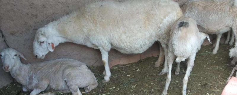 羊喝水吗,羊喝苏打水的作用