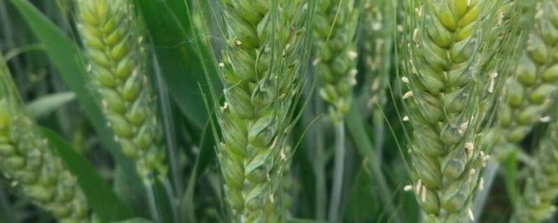 小麦种晚了还浇越冬水吗，小麦种晚了来年还能发芽吗