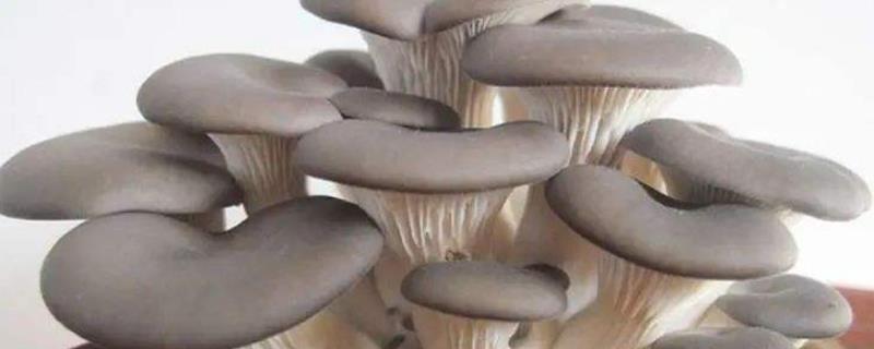 如何看待菌类的开发和利用,菌类食物有哪些
