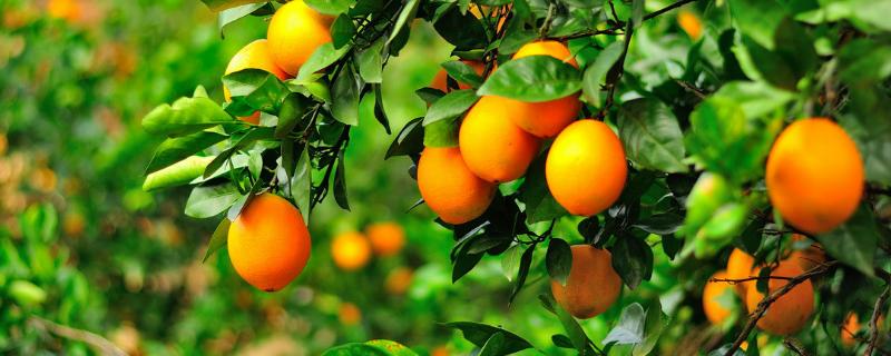 脐橙的简介,购买时如何挑选