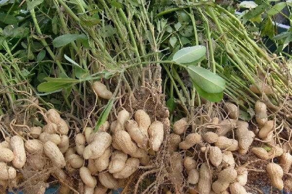花生种下去几天发芽,附花生种植方法