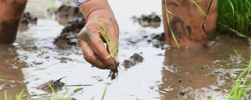 倒插秧是什么玩意,插秧为什么要倒着走