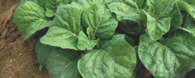 栽培芥蓝环境要求、以及种植时间、管理技术