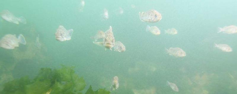 渔业资源的特点包括,渔业资源主要集中在什么地方