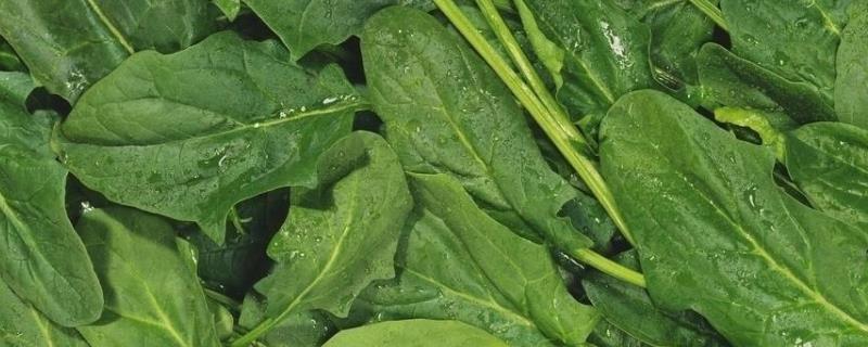 菠菜常见病以及防治方法
