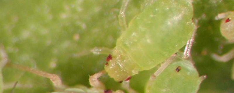 大豆蚜与大豆是寄生还是捕食,大豆蚜对大豆的危害