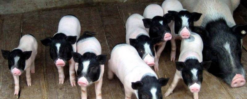 迷你猪会长大吗,好养吗