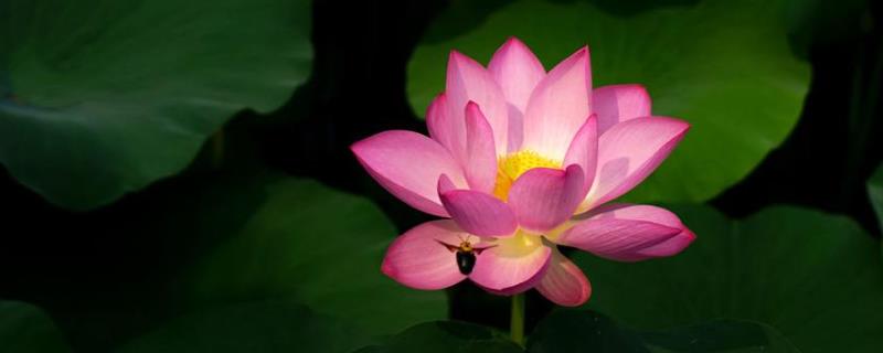 莲花是荷花吗,荷花几月份开放