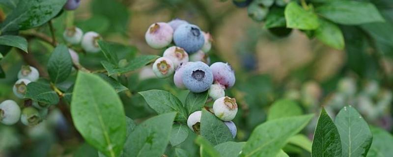 蓝莓亩产量一般多少斤左右,附种植方法