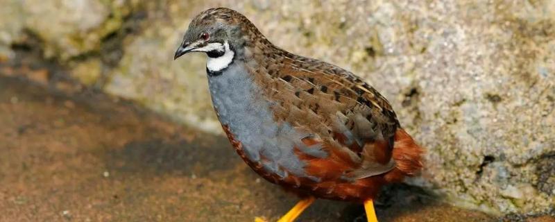 芦丁鸡可以自己孵小鸡吗,芦丁鸡刚孵化出来如何保温