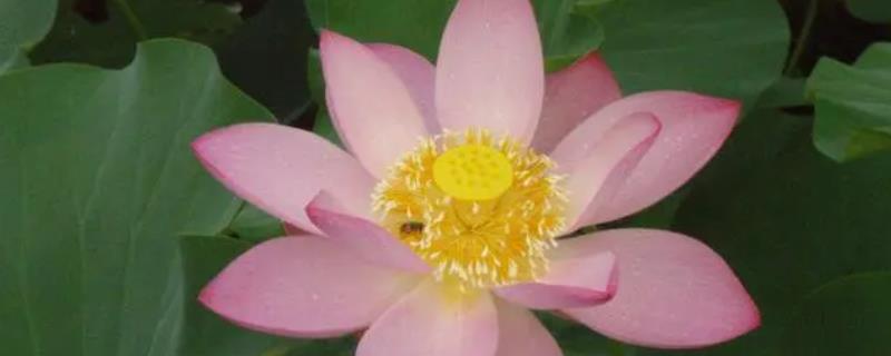 荷花什么季节盛开,荷花的颜色