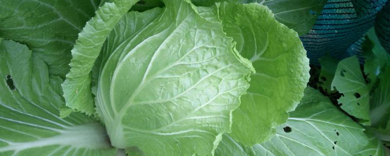 白菜属于绿叶蔬菜吗,白菜什么季节种合适