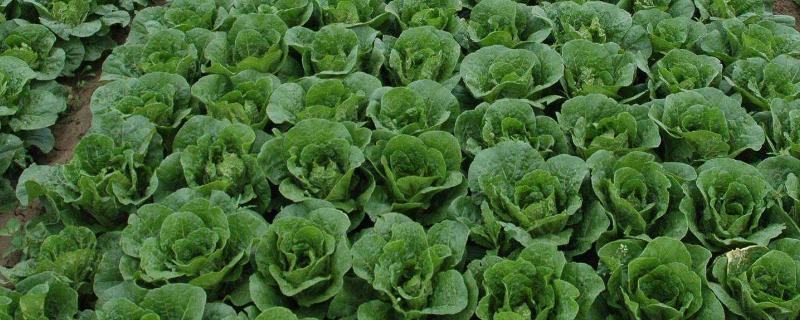 绿叶菜怎么保鲜，绿叶菜是指哪些蔬菜