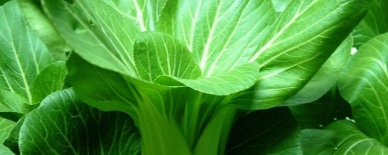 绿叶菜里有什么,绿叶菜如何保存