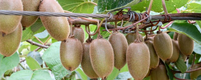 对猕猴桃树影响最大的因素是,猕猴桃树种几年可以结果