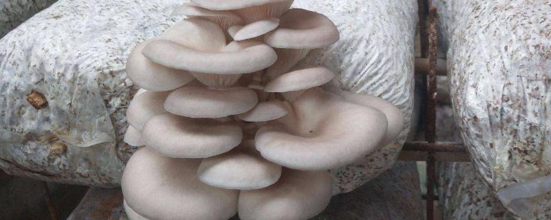 适宜冬季接种的平菇类型,平菇是如何长出来的