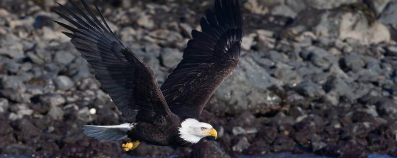 什么鹰可以养,鹰是鸟类吗