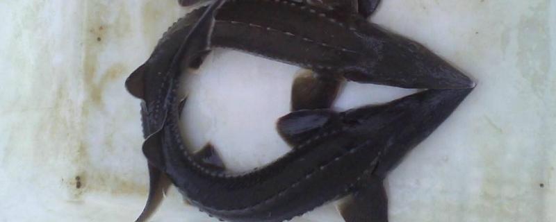 十斤的鲟鱼养几年,鲟鱼的养殖条件