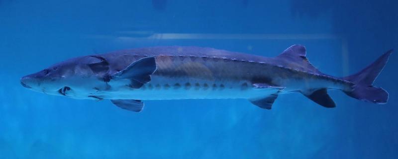 人工养殖中华鲟可以吃吗,中华鲟是淡水鱼还是海水鱼