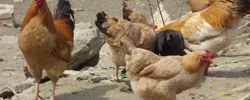 什么是土鸡,土鸡的体重大概多少