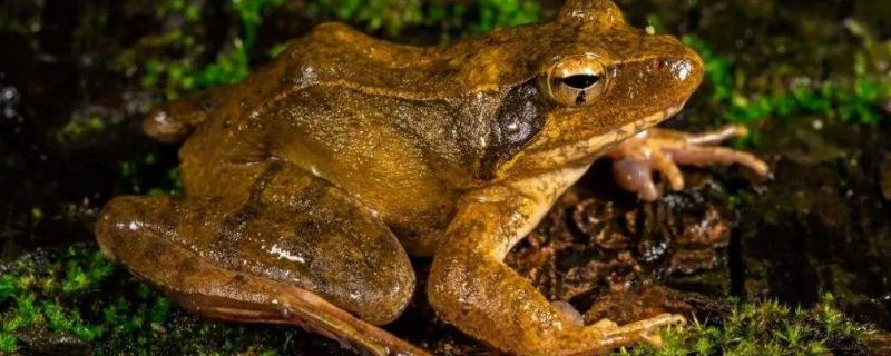林蛙怎么养要放好久,林蛙是哪里产的